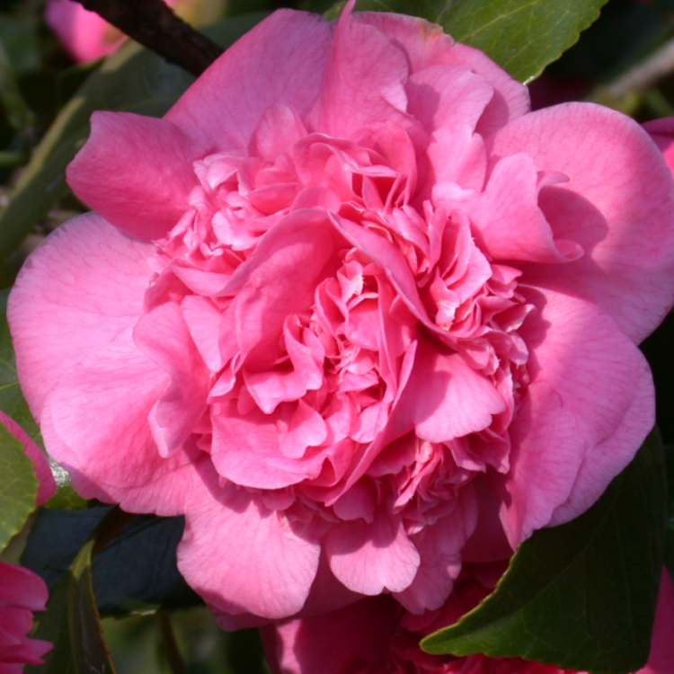 Kamélia japonská (Camellia Japonica) ´TRIUMPHANS´ - výška 15-25 cm, kont. P9 (-10°C)