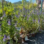 Bradavec klandonský (Caryopteris clandonensis) ´BLUE FOUNTAIN´ výška: 60-80 cm, kont. C2L 