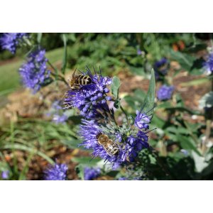 Bradavec klandonský (Caryopteris clandonensis) ´KEW BLUE´ - výška 50-70 cm, kont. C3L 
