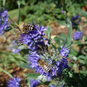 Bradavec klandonský (Caryopteris clandonensis) ´BLUE FOUNTAIN´ výška: 60-80 cm, kont. C2L 