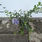 Ceanot (Ceanothus thyrsiflorus) ´REPENS´ - výška 20-30 cm, kont. P13