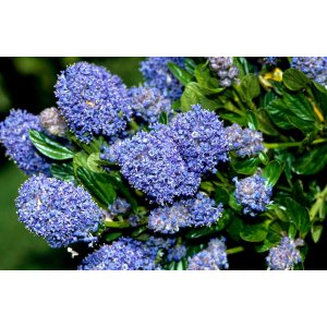 Ceanot (Ceanothus thyrsiflorus) ´SKYLARK´ - výška 30-50 cm, kont. C3L 