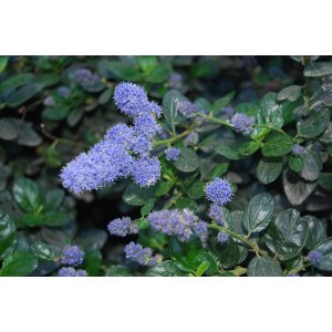 Ceanot (Ceanothus thyrsiflorus) ´REPENS´ - výška 50-60 cm, kont. C2L - NA KMIENKU