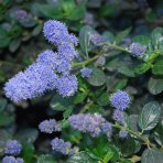 Ceanot (Ceanothus thyrsiflorus) ´REPENS´ - výška 50-60 cm, kont. C2L - NA KMIENKU