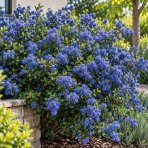 Ceanot (Ceanothus impressus) ‘VICTORIA’ - výška 40-60 cm, kont. C2L