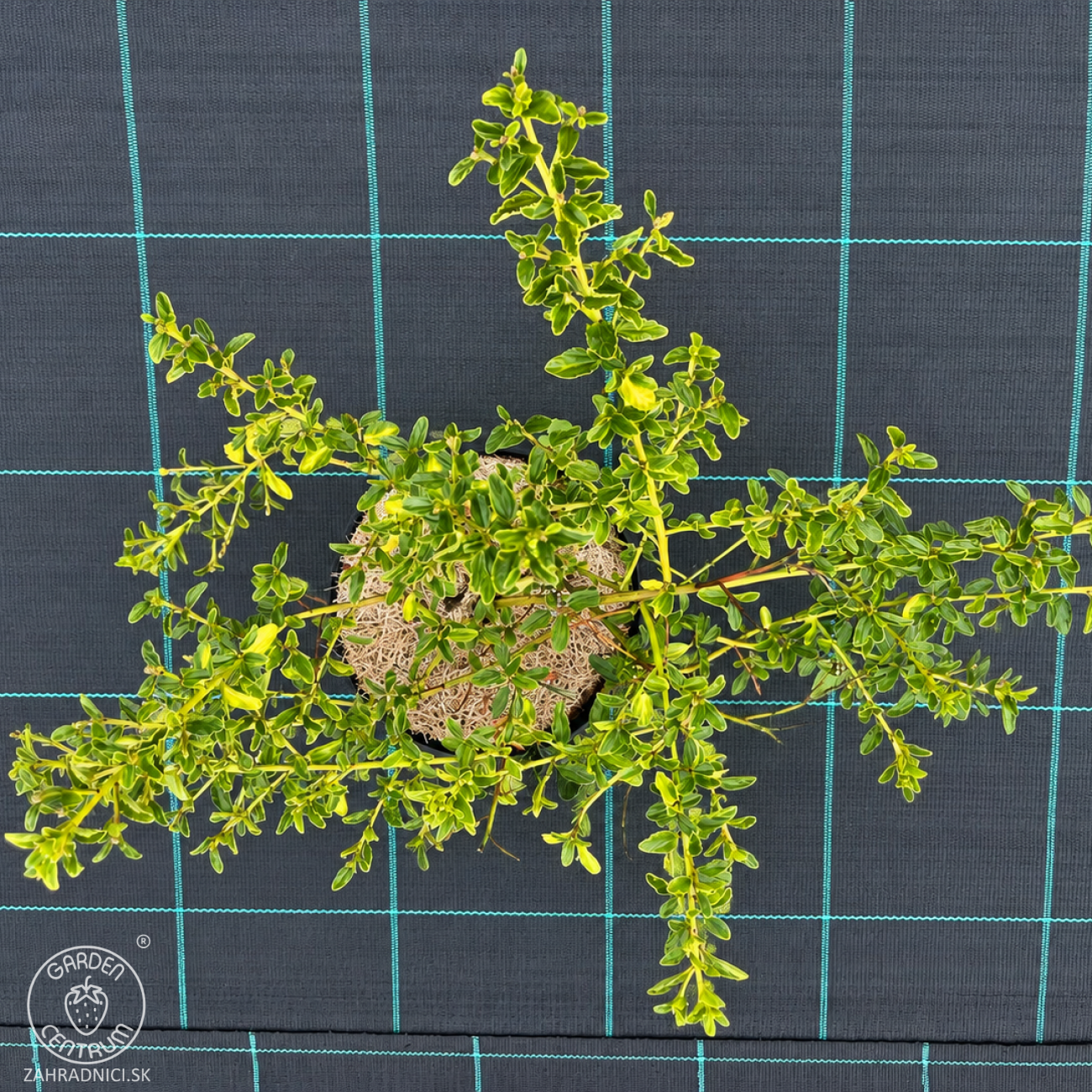 Obrázok Ceanot (Ceanothus impressus) ‘VICTORIA’ - výška 40-60 cm, kont. C2L