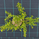 Ceanot (Ceanothus impressus) ‘VICTORIA’ - výška 40-60 cm, kont. C2L