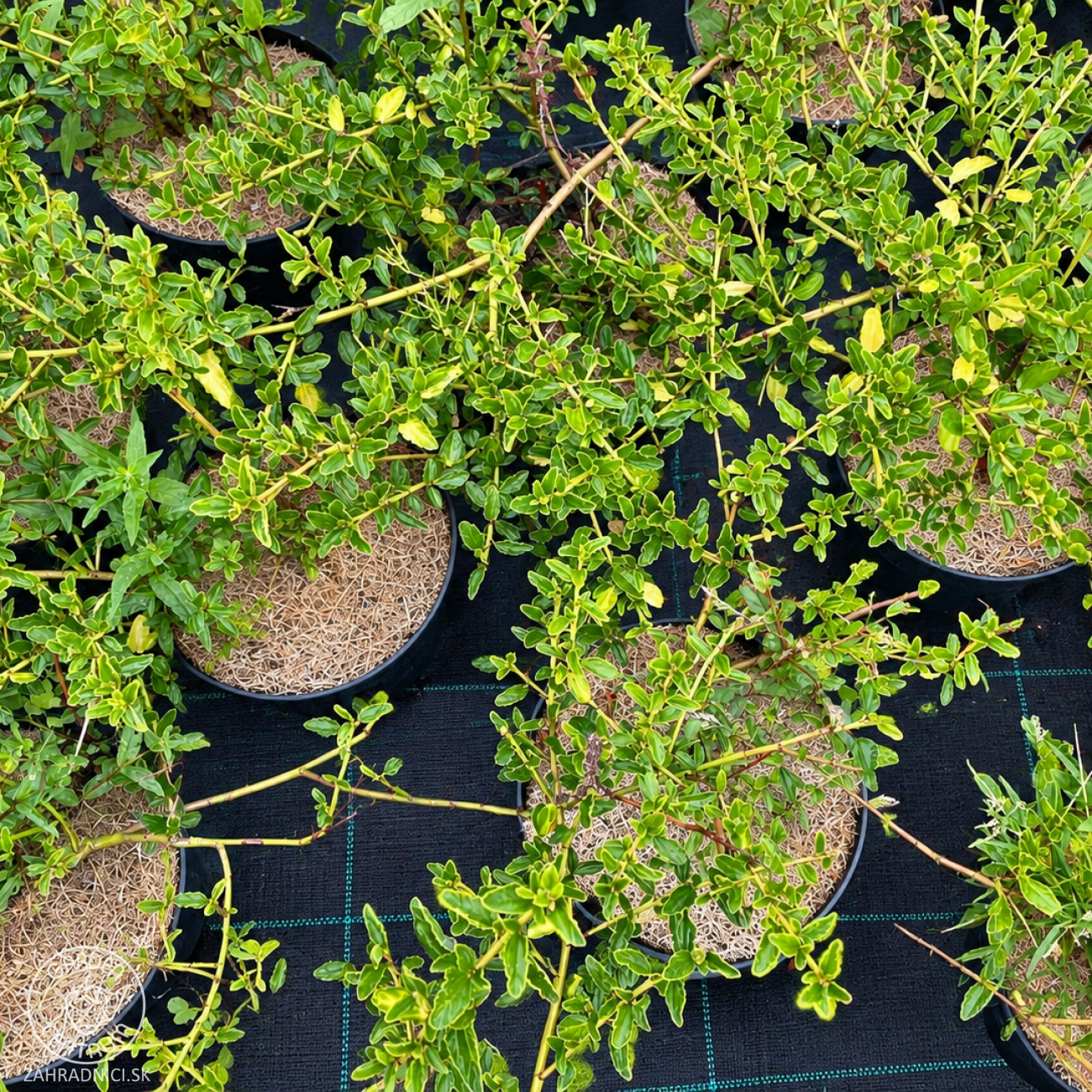 Obrázok Ceanot (Ceanothus impressus) ‘VICTORIA’ - výška 40-60 cm, kont. C2L