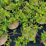 Ceanot (Ceanothus impressus) ‘VICTORIA’ - výška 40-60 cm, kont. C2L