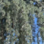 Céder atlantský (Cedrus atlantica) ´GLAUCA PENDULA´ výška: 200-250 cm, obvod kmeňa 18/20 cm, C130L (-23°C)