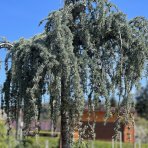 Céder atlantský (Cedrus atlantica) ´GLAUCA PENDULA´ výška: 200-250 cm, obvod kmeňa 18/20 cm, C130L (-23°C)