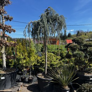 Céder atlantský (Cedrus atlantica) ´GLAUCA PENDULA´ výška: 200-250 cm, obvod kmeňa 18/20 cm, C130L (-23°C)