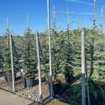 Céder atlantský (Cedrus Atlantica), výška 200-250 cm, kont. C35L (-23°C)