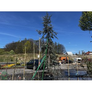 Céder atlantský (Cedrus atlantica) ´GLAUCA´ výška 350-430 cm, obvod kmeňa: 25/30 cm, kont. C300L (-23°C)