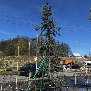 Céder atlantský (Cedrus atlantica) ´GLAUCA´ výška 300-350cm, kont. C110L (-23°C)