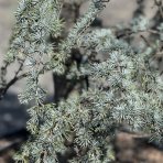 Céder atlantský (Cedrus atlantica) ´GLAUCA´ výška 300-350cm, kont. C110L (-23°C)