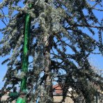 Céder atlantský (Cedrus atlantica) ´GLAUCA´ výška 300-350cm, kont. C110L (-23°C)