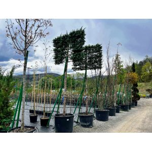 Céder Himalájsky (Cedrus deodara) ´BUSH ELECTRA´, výška: 280-320 cm, kont. C150L - ŠPALIERA (-23°C)