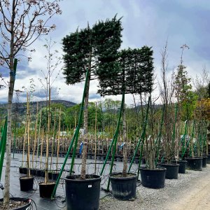 Céder Himalájsky (Cedrus deodara) ´BUSH ELECTRA´, výška: 280-320 cm, kont. C150L - ŠPALIERA (-23°C)