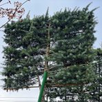 Céder Himalájsky (Cedrus deodara) ´BUSH ELECTRA´, výška: 280-320 cm, kont. C150L - ŠPALIERA (-23°C)