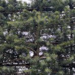 Céder Himalájsky (Cedrus deodara) ´BUSH ELECTRA´, výška: 280-320 cm, kont. C150L - ŠPALIERA (-23°C)