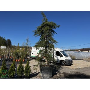 Céder himalájsky (Cedrus deodara) ´PENDULA´,  výška 300+ cm, kont. C300L (-23°C)