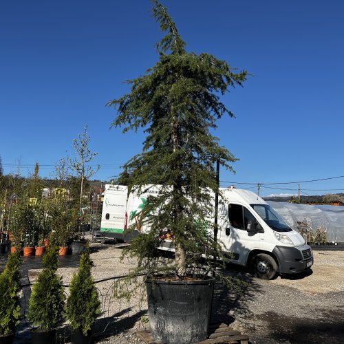 Céder himalájsky (Cedrus deodara) ´PENDULA´,  výška 300+ cm, kont. C300L (-23°C)