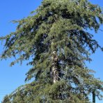 Céder himalájsky (Cedrus deodara) ´PENDULA´,  výška 300+ cm, kont. C300L (-23°C)