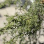 Céder himalájsky (Cedrus deodara) ´PENDULA´,  výška 300+ cm, kont. C300L (-23°C)