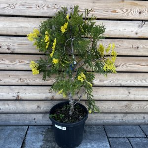 Cédrovec zbiehavý (Calocedrus decurrens) ´AUREOVARIEGATA´, výška 90-120 cm, kont. C20L (-15°C)