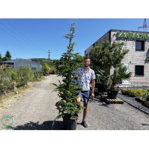 Céder atlantský (Cedrus Atlantica), výška: 200-250 cm, kont. C35L (-23°C)