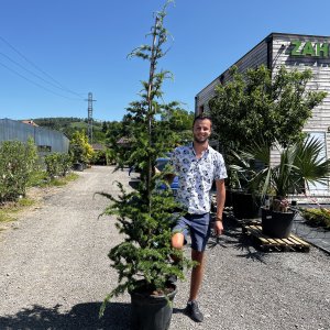 Céder atlantský (Cedrus Atlantica), výška 200-250 cm, kont. C35L (-23°C)