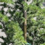 Céder atlantský (Cedrus Atlantica), výška 200-250 cm, kont. C35L (-23°C)