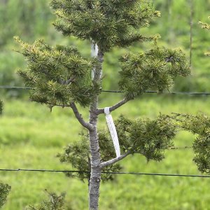 Céder Himalájsky (Cedrus deodara)  - BONSAJ, výška 120-140 cm,  kont. C30L (-23°C)