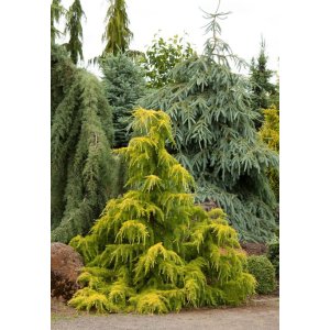 Céder himalájsky (Cedrus deodara) ´GOLDEN HORIZON´ - výška: 30-50 cm, kont. C3L (-23°C)