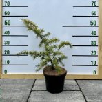 Céder himalájsky (Cedrus deodara) ´GOLDEN HORIZON´ - výška 30-50 cm, kont. C3L (-23°C)