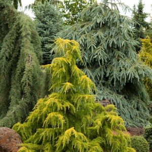 Céder himalájsky (Cedrus deodara) ´GOLDEN HORIZON´ - výška 30-50 cm, kont. C3L (-23°C)