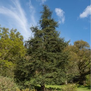 Céder atlantský (Cedrus Atlantica), výška 200-250 cm, kont. C35L (-23°C)