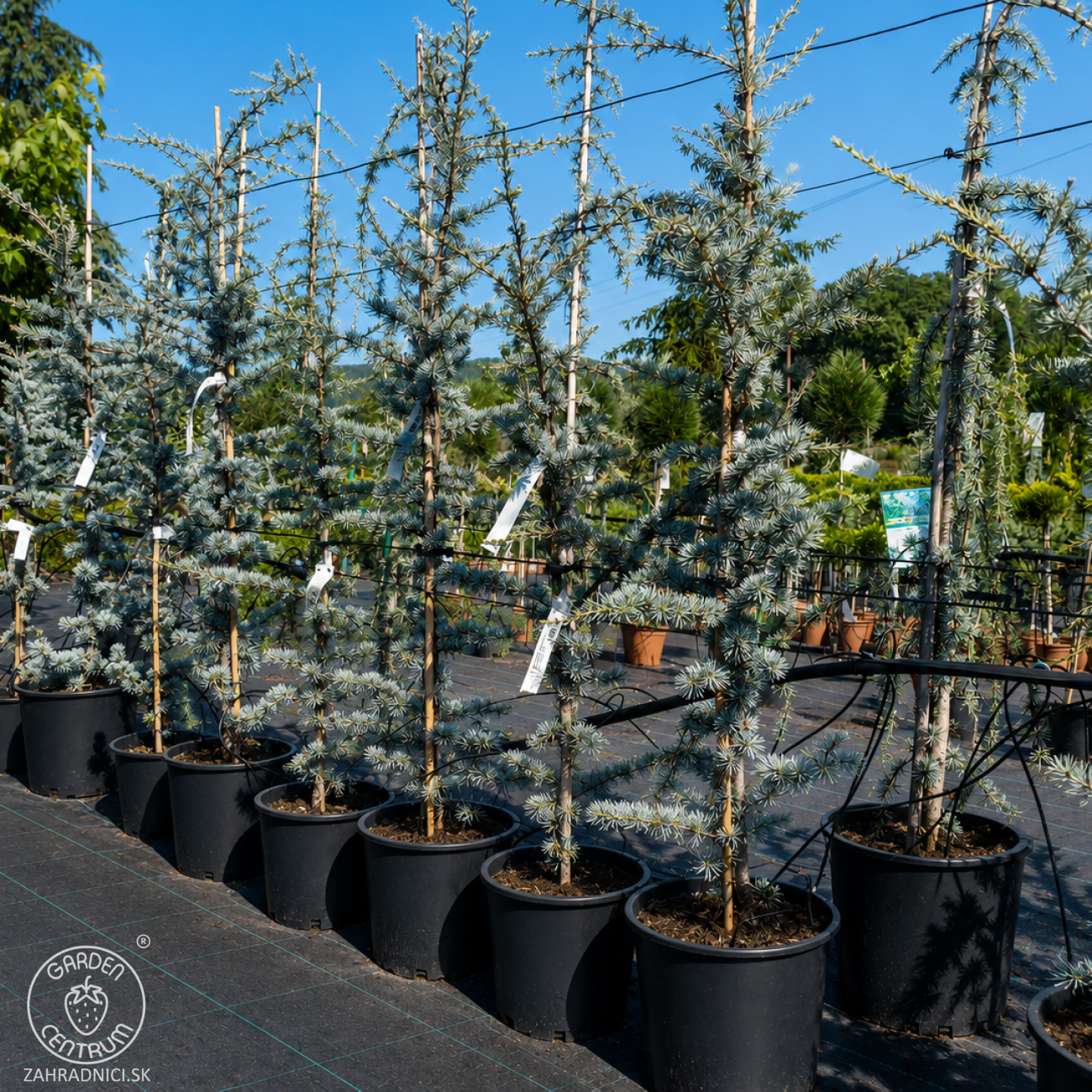 Obrázok Céder atlantský (Cedrus atlantica) ´GLAUCA´, výška 70-90 cm, kont. C5L