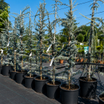 Céder atlantský (Cedrus atlantica) ´GLAUCA´, výška 70-90 cm, kont. C5L