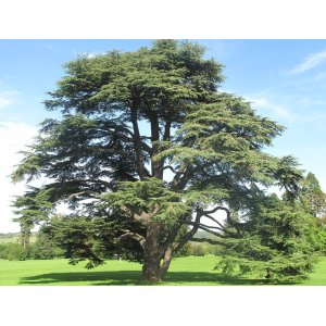 Céder atlantský (Cedrus Atlantica), výška: 30-50 cm, kont. C3L (-23°C)