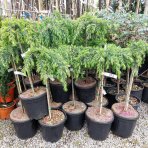 Céder Himalájsky (Cedrus deodara) ´FEELIN BLUE®´ - výška 50-60 cm, ø 40-50 cm, kont. C7L - NA KMIENKU