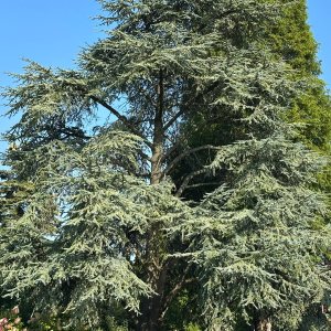Céder atlantský (Cedrus atlantica) ´GLAUCA´ - výška 110-120 cm, kont. C12L 