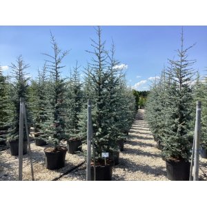 Céder atlantský (Cedrus atlantica) ´GLAUCA´ - výška 130-150 cm, kont. C35L (-23°C)