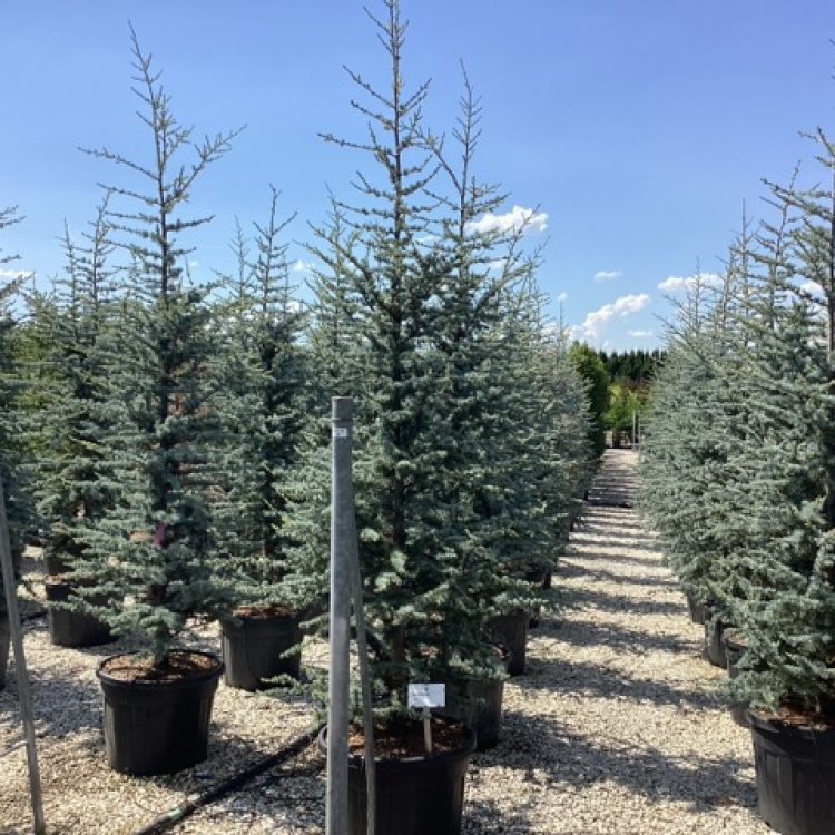 Céder atlantský (Cedrus atlantica) ´GLAUCA´ - výška 130-150 cm, kont. C35L (-23°C)
