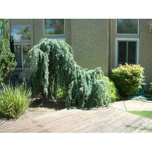 Céder atlantský (Cedrus atlantica) ´GLAUCA PENDULA´, výška: 125-150 cm, kont. C18L (-23°C)