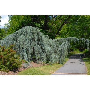 Céder atlantský (Cedrus atlantica) ´GLAUCA PENDULA´, výška 60-80 cm, kont. C10L (-23°C)