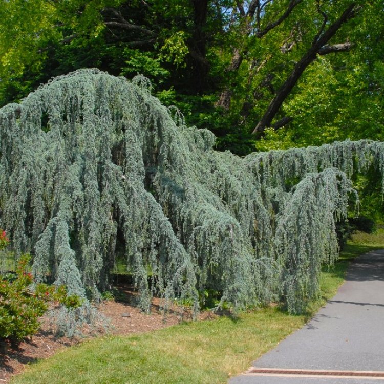 C der Atlantsk GLAUCA PENDULA 80 100 Cm Zahradnici sk C der Atlantsk GLAUCA PENDULA 80 100 Cm Zahradnici sk