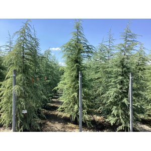 Céder Himalájsky (Cedrus deodara) ´PENDULA´ - výška 150-170 cm, kont. C10L (-23°C) 