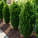 Hlavotis japonský (Cephalotaxus harringtonia) ´FASTIGIATA´ - výška 20-30 cm, kont. C2L